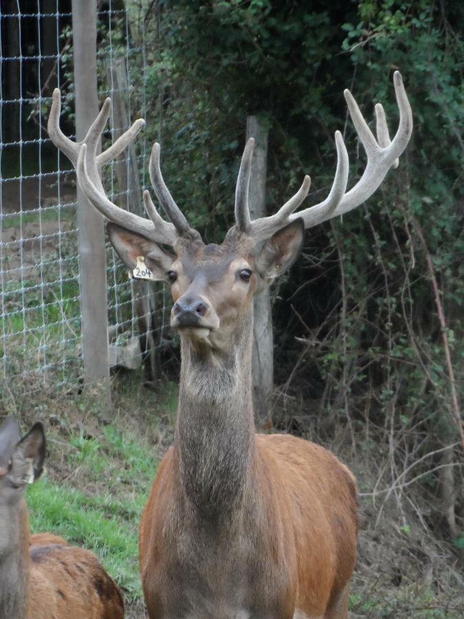 Les Cerfs De Laplaud Bed and Breakfast Glandon Esterno foto
